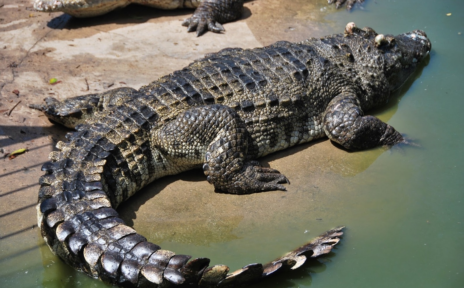 Sự thật đáng kinh ngạc về chất liệu da cá sấu trên Vertu